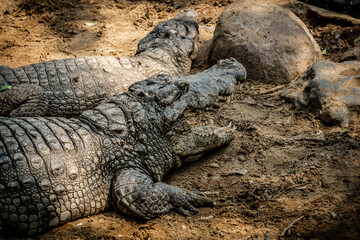 Mugger Or Marsh Crocodile Living At The Madras Crocodile Bank Trust and Centre for Herpetology, ECR Chennai, Tamilnadu, South India