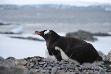 pinguinos antartica 