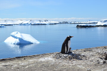 pinguinos antartica 