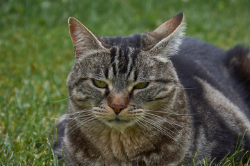 Portrait view of curious face cat on the grass