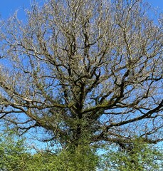 grand chêne isolé au printemps
