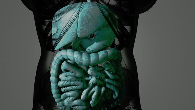 detailed human digestive system anatomy