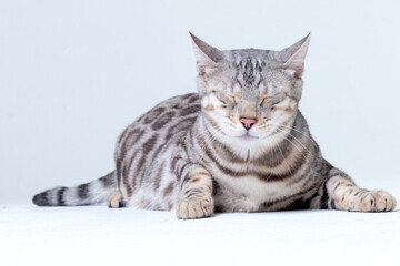 Silver Bengal Cat in studio