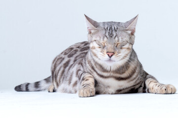 Fototapeta na wymiar Silver Bengal Cat in studio