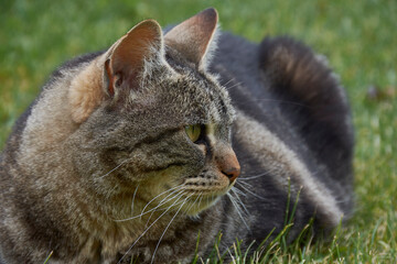 Portrait view of curious face cat on the grass
