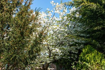 Fototapeta premium Nature