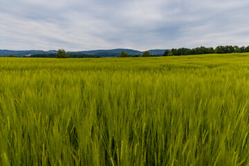 Big green fields of wheat trees and bushes in Kaczawskie mountains at cloudy day