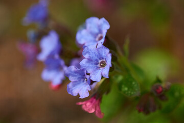 Geflecktes Lungenkraut (Pulmonaria officinalis)