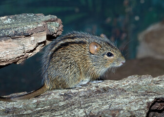 The African Striped Grass Mouse ( Lemniscomys barbarus ) is also commonly known as the Zebra Mouse.