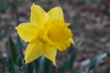 yellow daffodil flower in early spring