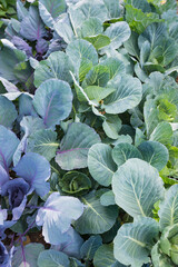 Fresh young heads of green and red cabbage (Brassica oleracea) with lots of leaves growing in homemade garden. View from above, close-up. Organic farming, healthy food, BIO viands, back to nature.