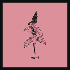 Hand drawn mint on pink backgroung. Inky botanial illustration.