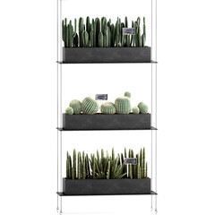 decorative cactus on shelves, vertical garden