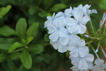 Plumbago auriculata (common names blue plumbago, Cape plumbago or Cape leadwort)  is a species of flowering plant in the family Plumbaginaceae, native to South Africa.