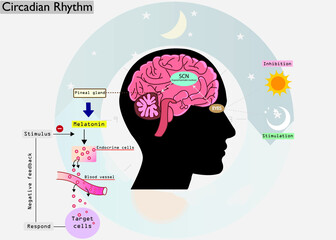 The circadian rhythms are controlled by circadian clocks or biological clock. Major hormone, melatonin is a important hormone for sleep it was released by pineal gland at night. 
