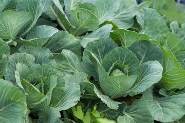 Fresh young heads of green cabbage (Brassica oleracea) with lots of leaves growing in homemade...