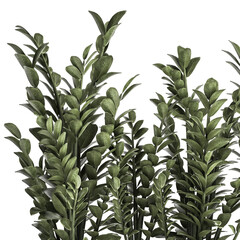 Zamioculcas in a black pot isolated on white background