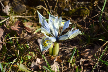 Iris siberica. Light blue flower blooming in spring
