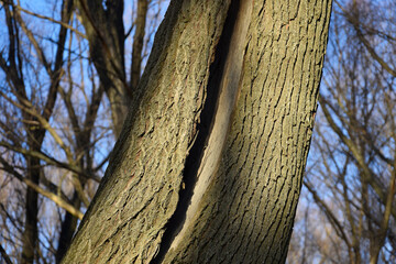 Tree trunk with big deep crack in forest against background of trees and blue sky. Close-up....