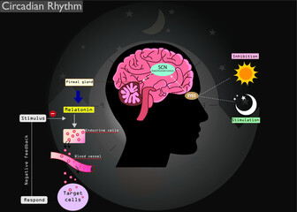 The circadian rhythms are controlled by circadian clocks or biological clock. Major hormone, melatonin is a important hormone for sleep it was released by pineal gland at night. 
