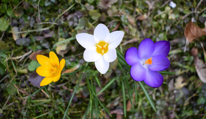 Fototapeta premium Crocus flowers. Spring in a garden. Violet, white and yellow Crocus