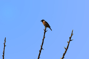 red billed kingfisher