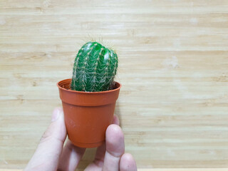 A cactus is a kind of a plant adapted to hot, dry climates. Plants which live this kind of life-style are called xerophytes. Most are succulents, which store water.