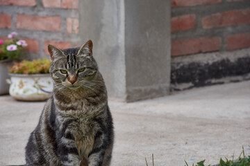 Portrait view of curious face cat sat on the garden