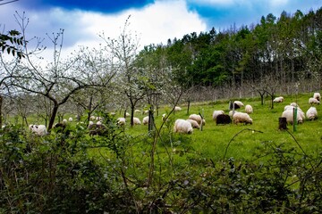 Sheep eating in the field