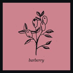 Hand drawn barberry on pink backgroung. Inky botanial illustration.