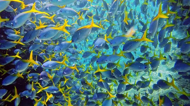 Hypnotic schooling of yellow tail fusiliers