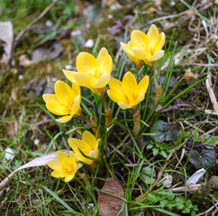 Yellow crocus flower. Spring flowers