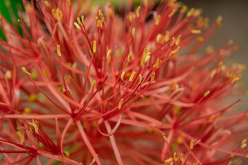 closeup blood flower
