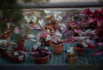 
flowers in pots in a greenhouse in spring