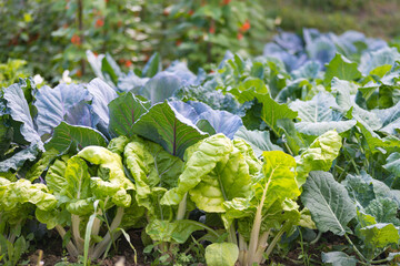 Leaves of various cabbage (Brassicas) plants in homemade garden plot. Vegetable patch with chard...