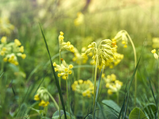 Obraz na płótnie Canvas Cowslip flowers in spring forest.