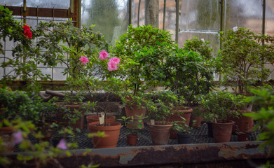 Fototapeta na wymiar flowers in pots in a greenhouse in spring