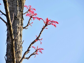 チャンチンフラミンゴ1