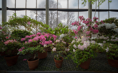 
flowers in pots in a greenhouse in spring