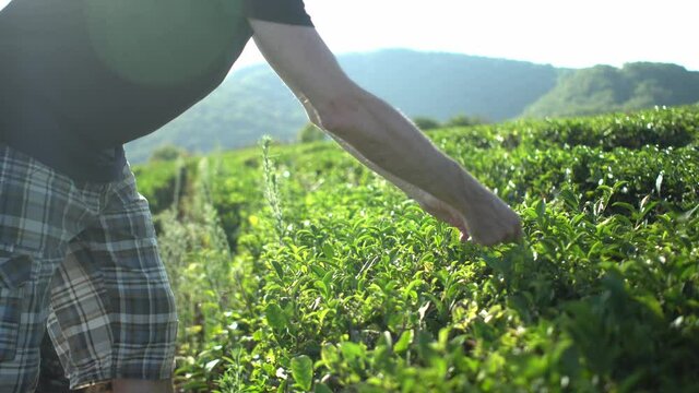 Male hand picking up tea leaves Fresh green tea plantation farm field with mountain background