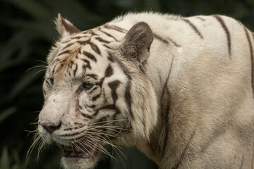 White Bengal Tiger, Close up. The White Tiger is a recessive mutant of the Bengal tiger, which was reported in the wild from time to time in Assam, Bengal, Bihar and especially from the former State