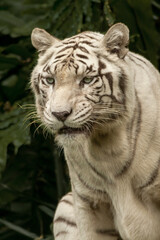 White Bengal Tiger, Close up. The White Tiger is a recessive mutant of the Bengal tiger, which was reported in the wild from time to time in Assam, Bengal, Bihar and especially from the former State
