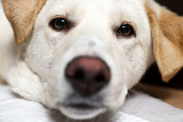 Closeup portrait of adorable young dog looking at camera.