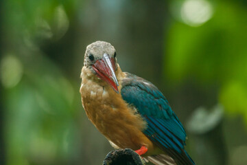 Stork-billed Kingfisher (Pelargopsis capensis) with large scarlet bill found predominantly in south asia and the Indian sub-continent.