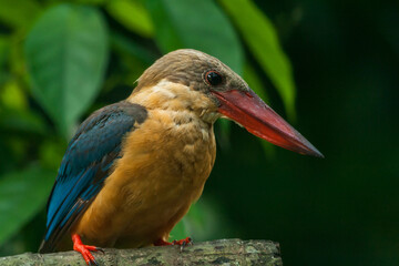 Stork-billed Kingfisher (Pelargopsis capensis) with large scarlet bill found predominantly in south asia and the Indian sub-continent.