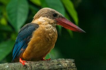 Stork-billed Kingfisher (Pelargopsis capensis) with large scarlet bill found predominantly in south asia and the Indian sub-continent.