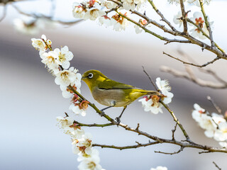 Japanese warbling white-eye in plum blossoms 18