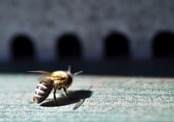 Biene vor einem Bienenstock