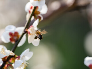 honey bee visiting white plum blossoms 6