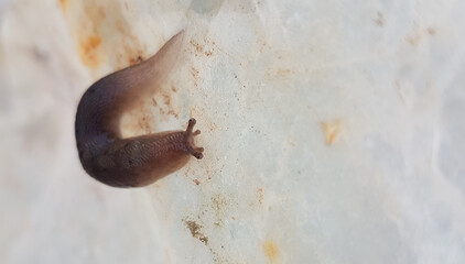 snail one isolalted head